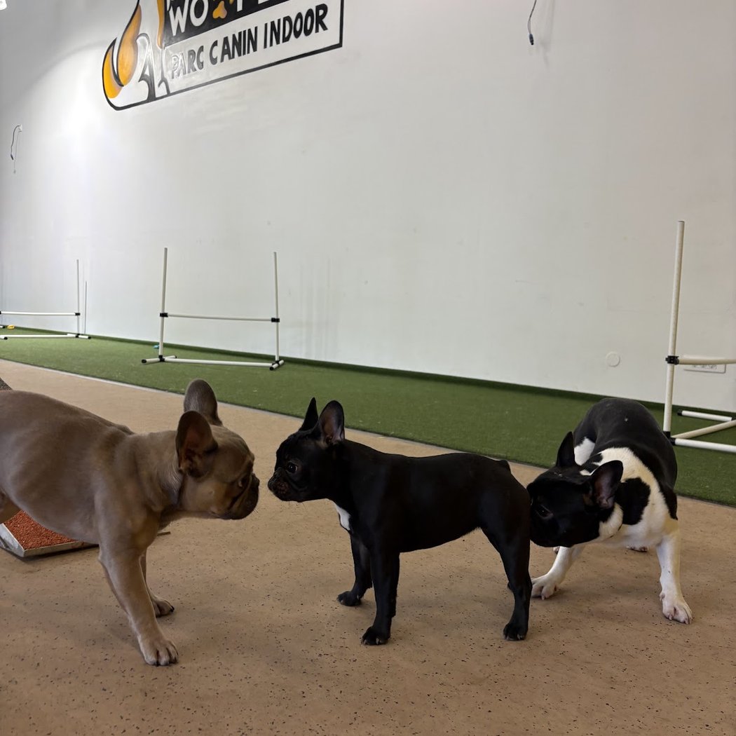 Woof'Land - Parc Canin Indoor 1
