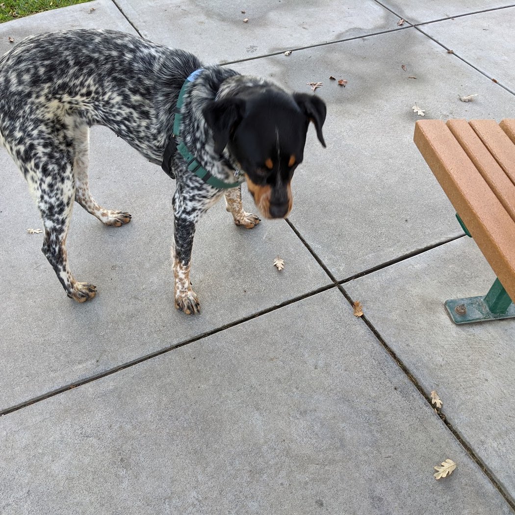 Marin Humane 3