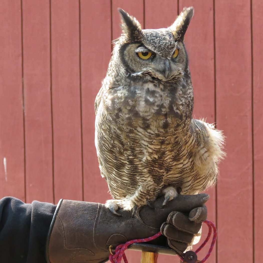 Suisun Wildlife Center 1