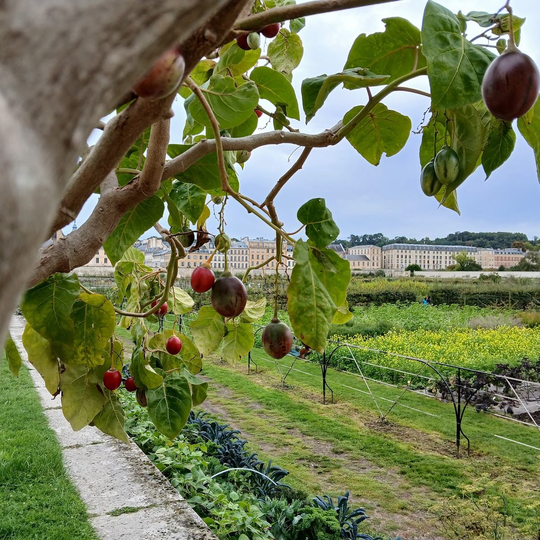 Les Saveurs du Potager du Roi 1