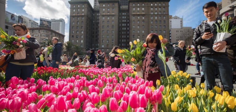 Tulip Day 1