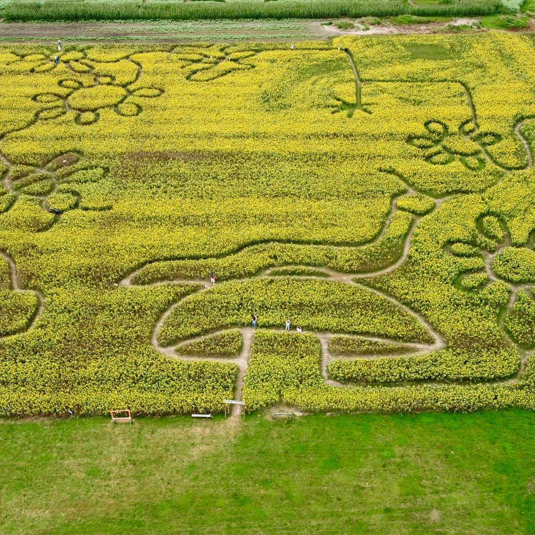 Lora Lee’s A-Maze-Zing Sunflower Maze 2