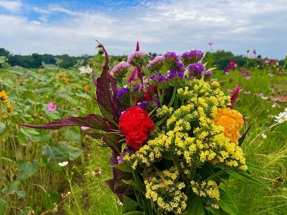 Rancocas Creek Farm CSA Volunteer & Workshare 2