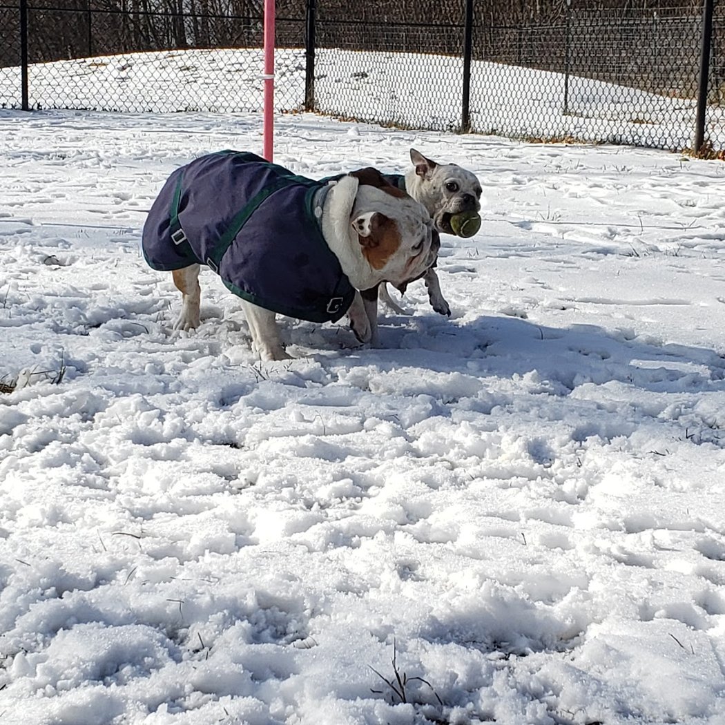 Friends of Beacon Dog Park 2