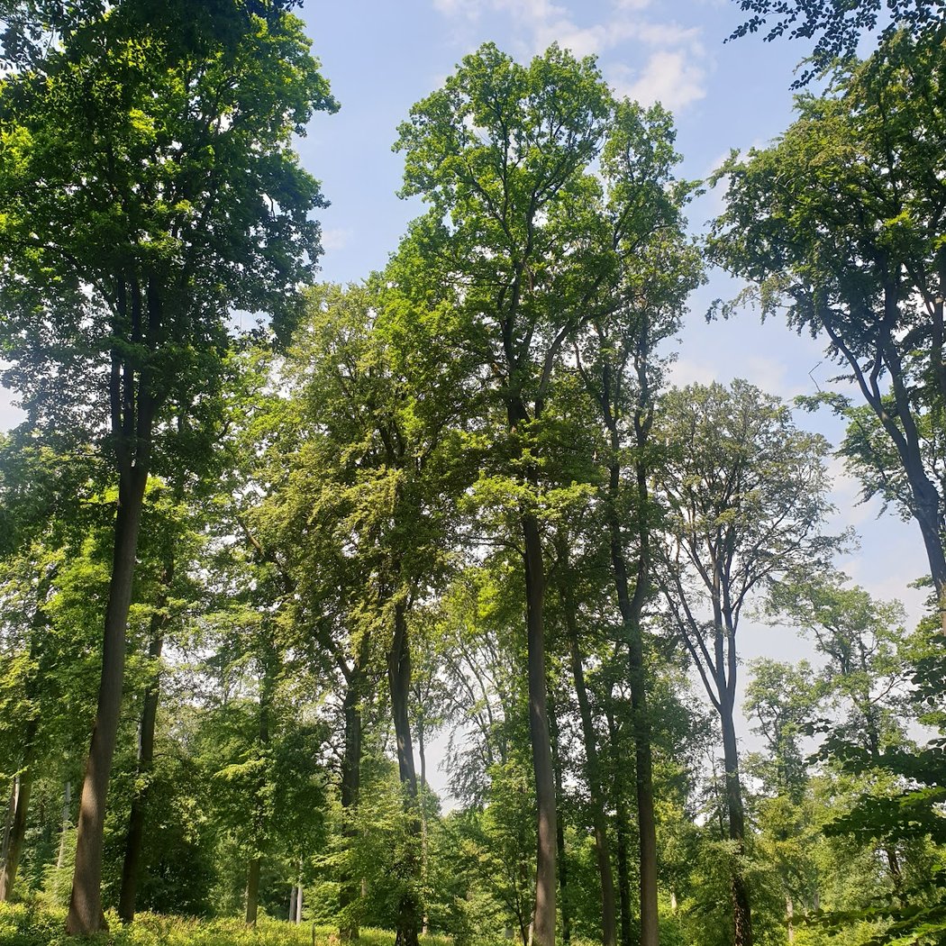 Forest of Halatte 4