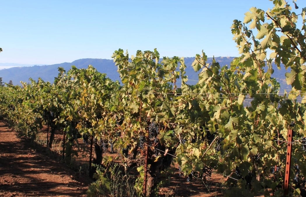 Montecillo vineyard 2