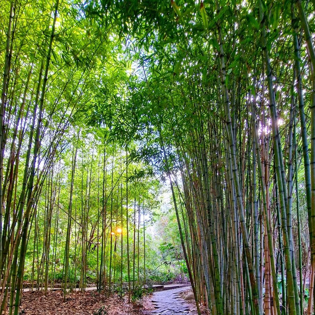 Natura Mirabilis: arte e natureza em diálogo
