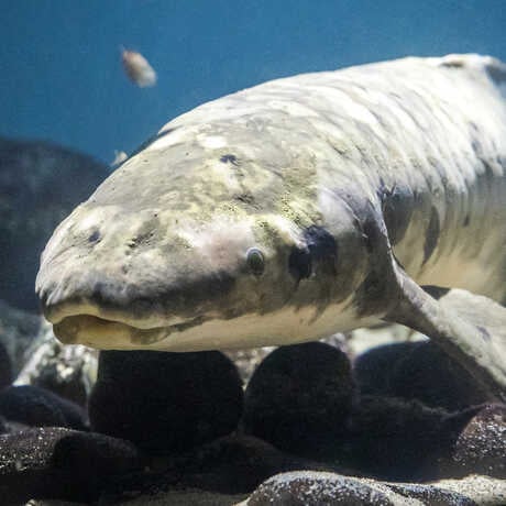 Steinhart Aquarium 2