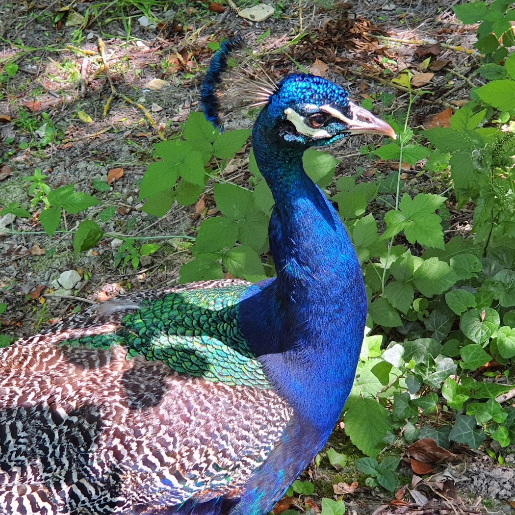 LES OISEAUX DU MARAIS POITEVIN Parc Ornithologique et Embarcadère 5