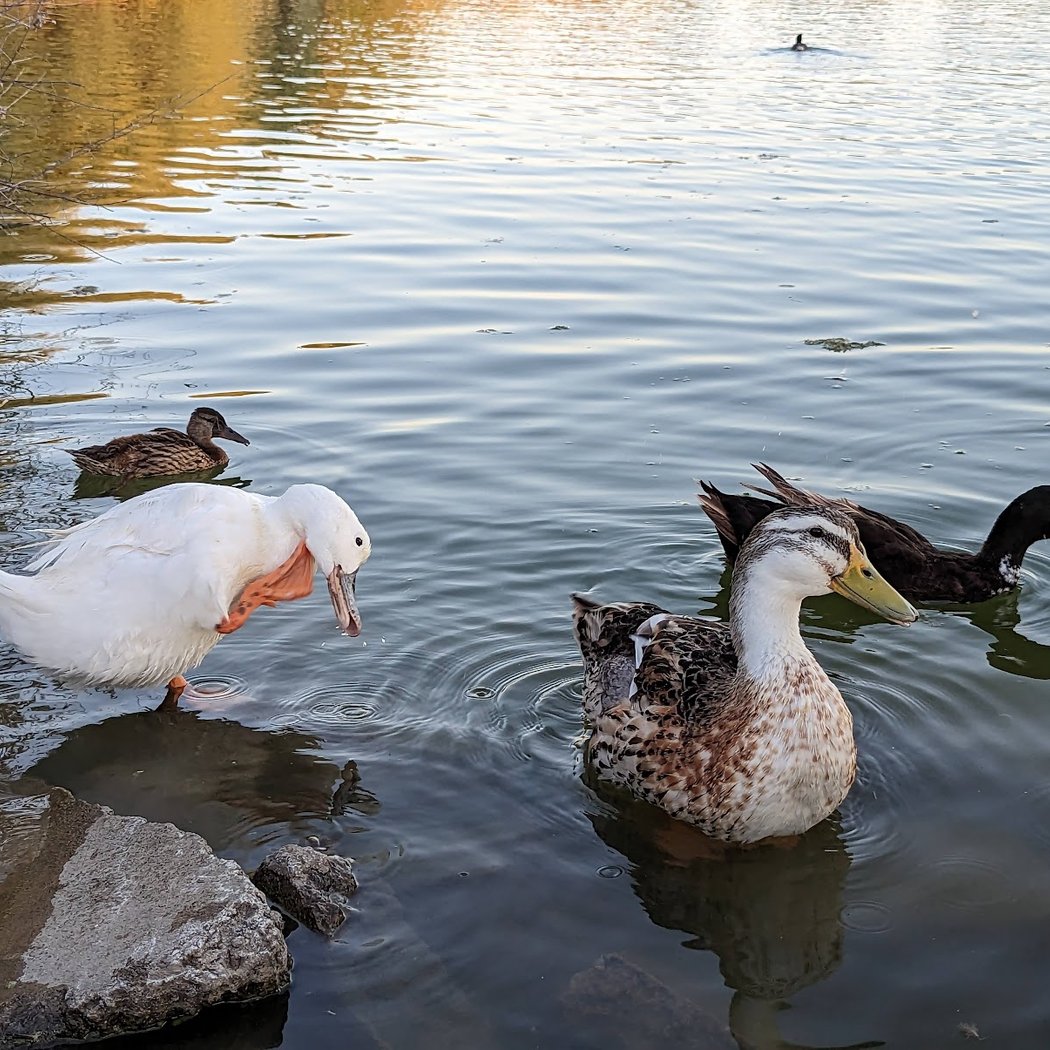 Santa Clara Valley Bird Alliance Event 1