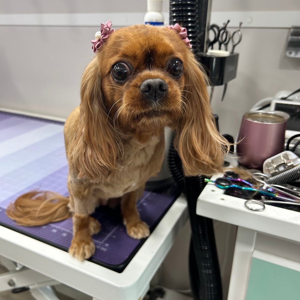 Kenina Mobile Pet Grooming 3