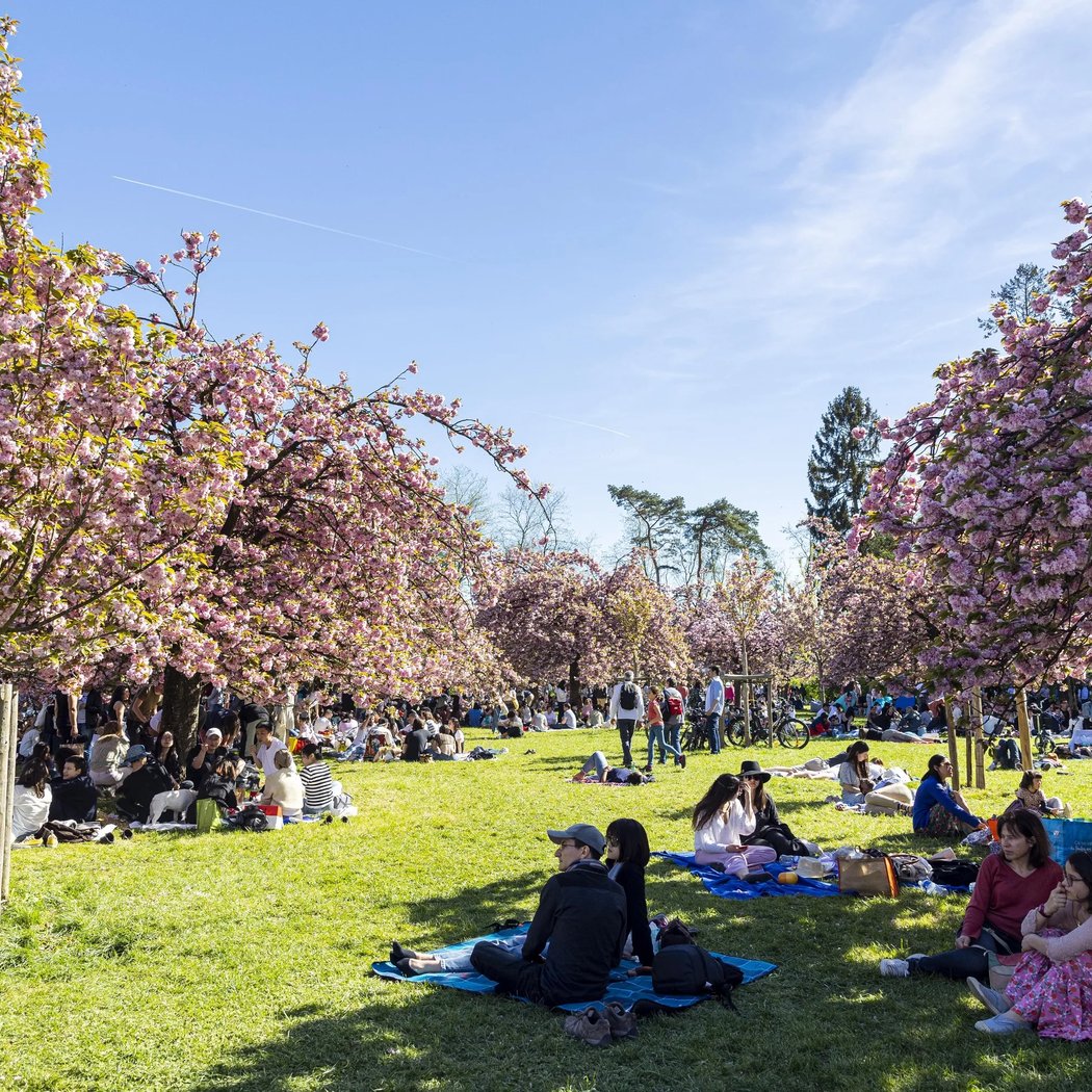 Visite au Domaine de Sceaux pour le Hanami 2