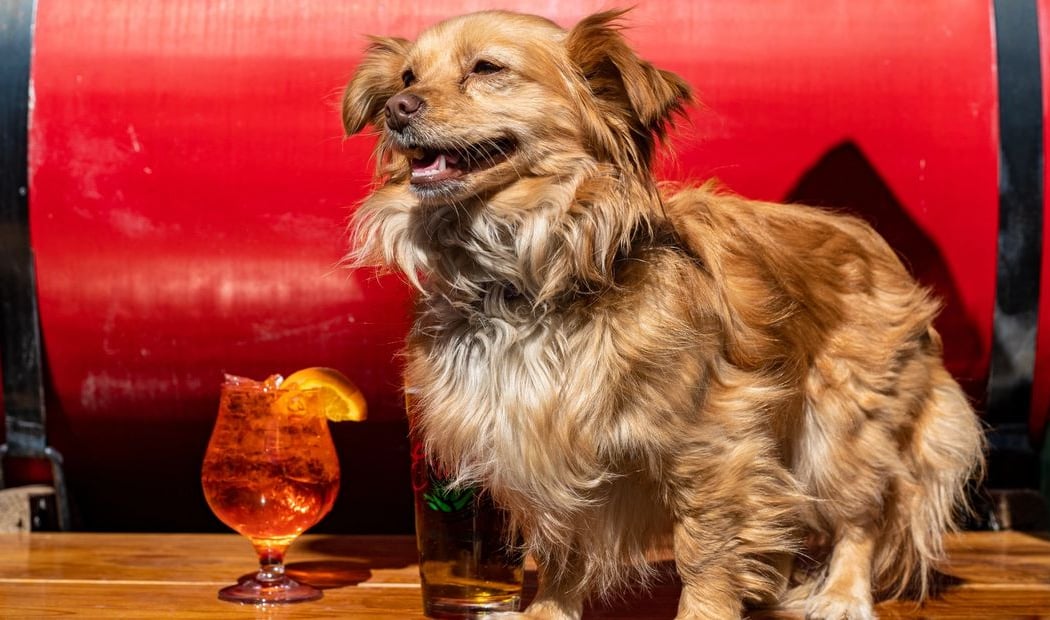 Yappy Hour on the Plaza