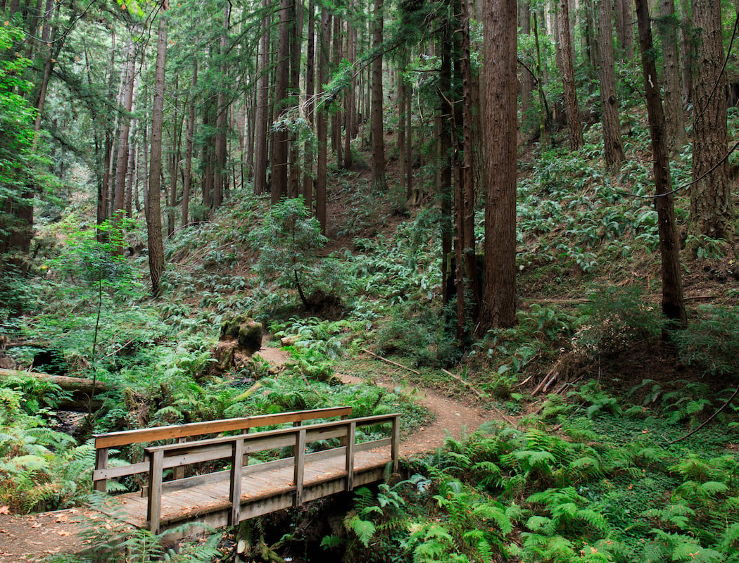 Purisima Creek Trail 1