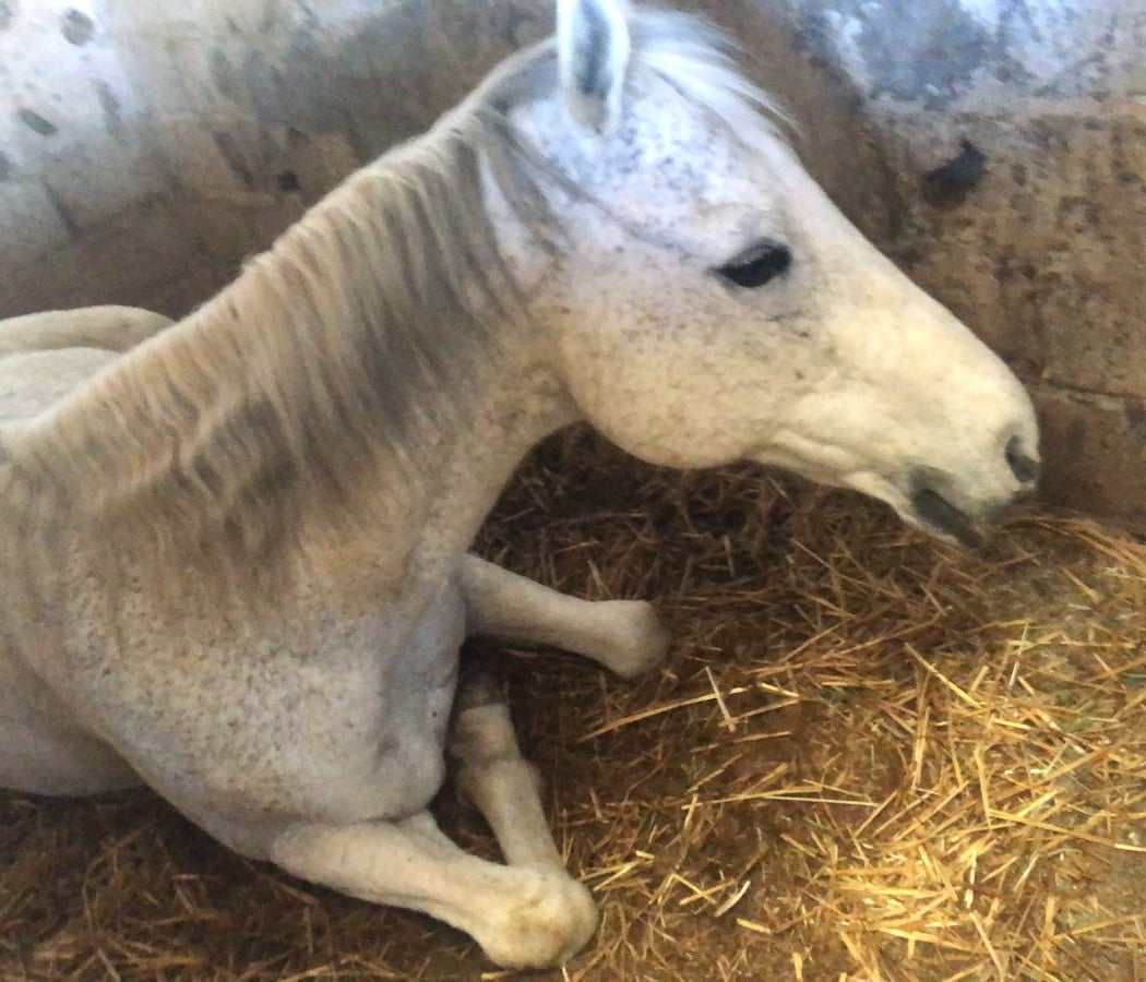 Baby poney : le rendez-vous complice des petits cavaliers 3