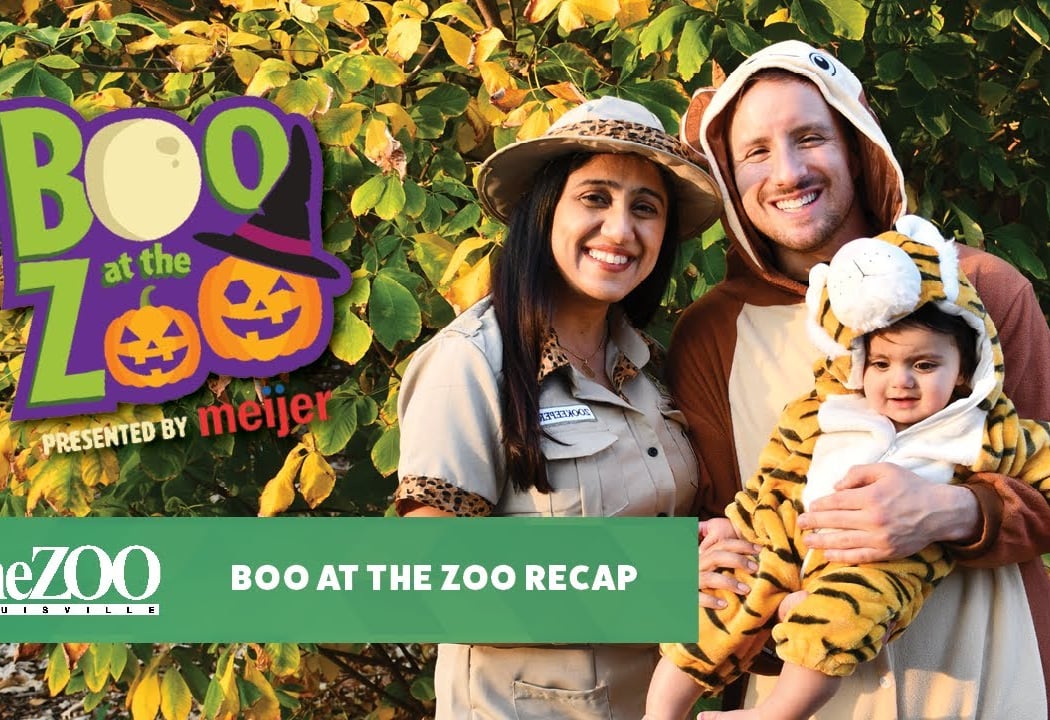 Boo at the Zoo