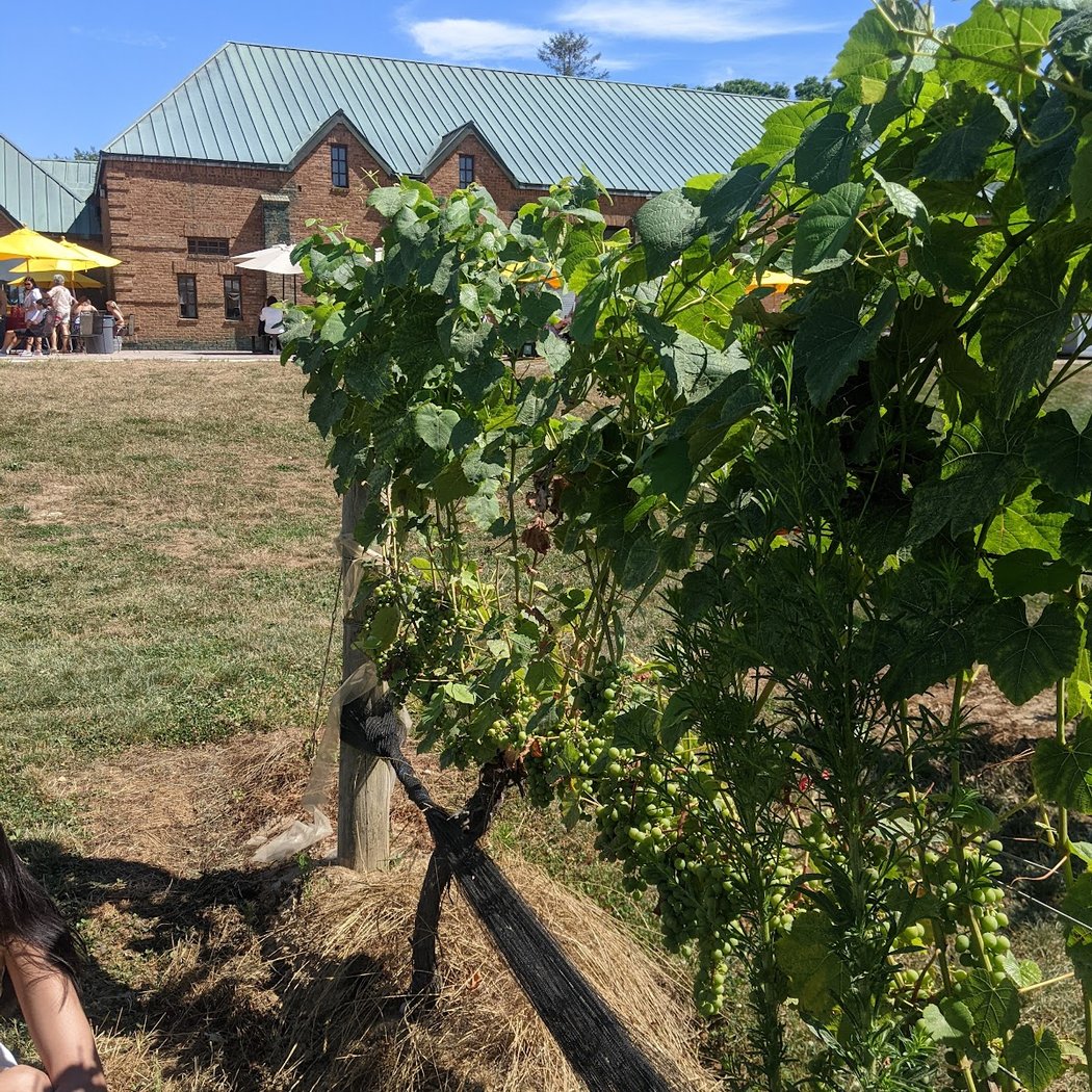Duck Walk Vineyard 1