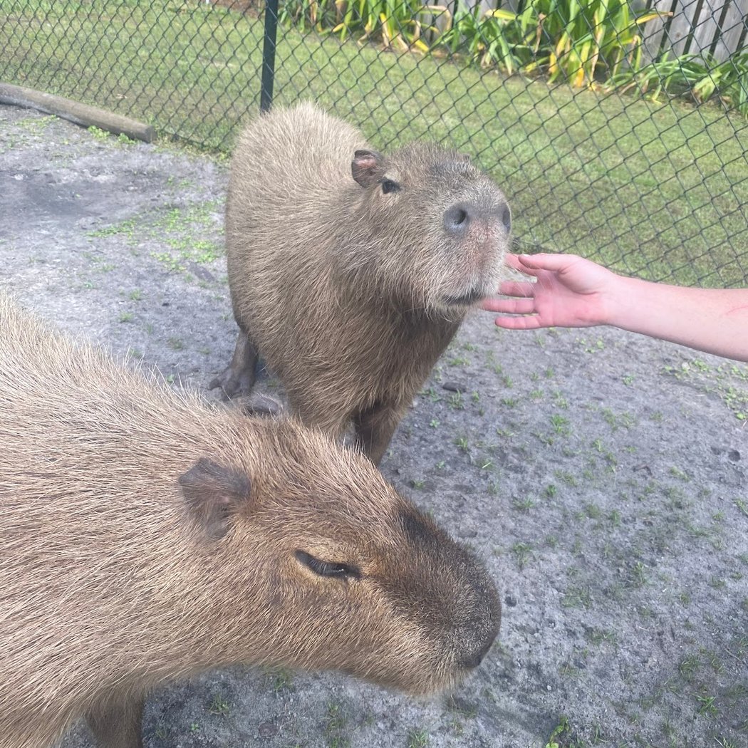 Amazing Animals Inc 3