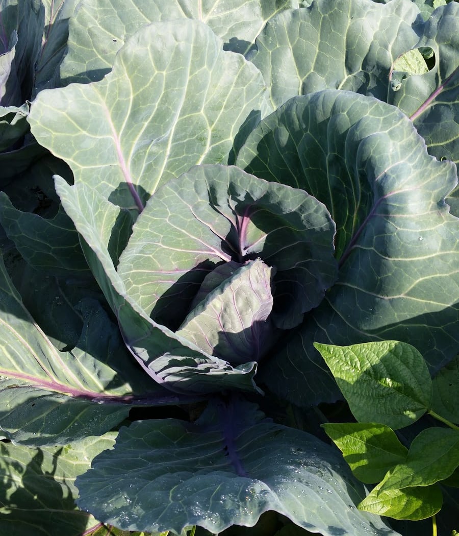 San Mateo Community Garden 1