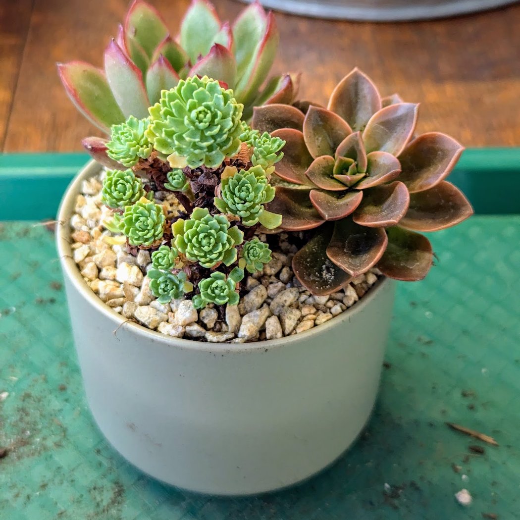Little Green – A Plant Bar 1