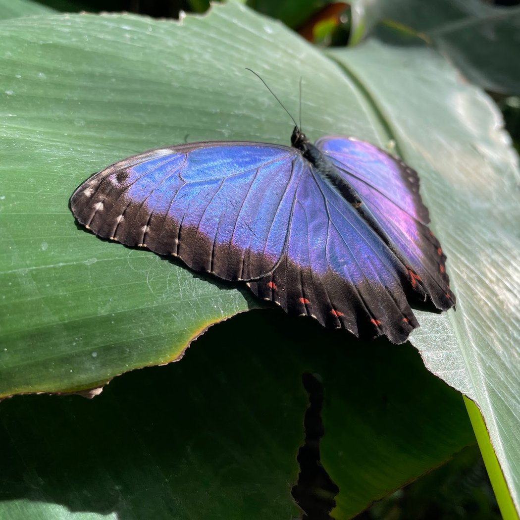 Butterfly House 1