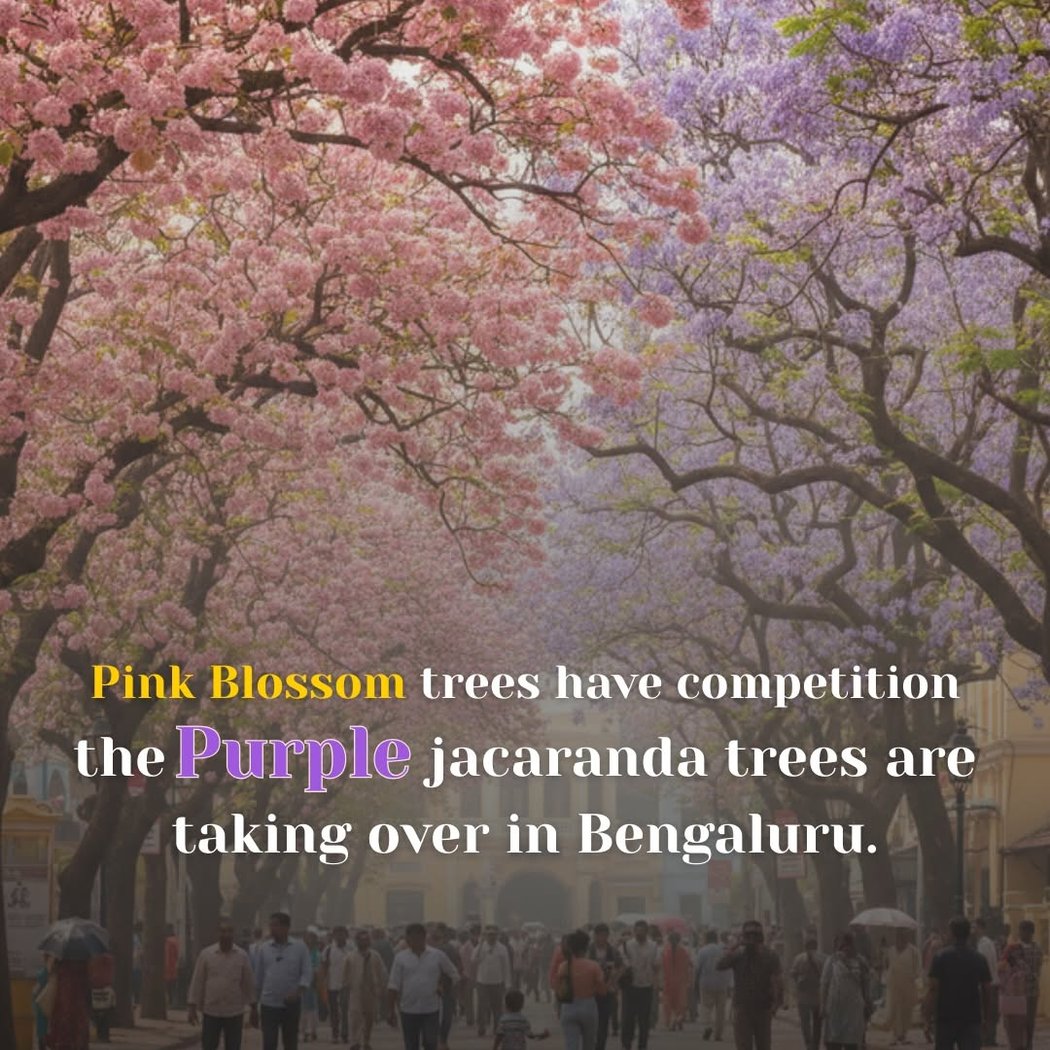 Tabebuia blossoms 1