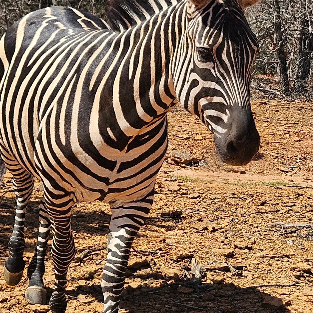 Rocky Ridge Drive-Thru Safari 2