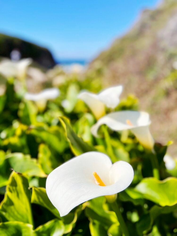 Calla Lily Valley 4