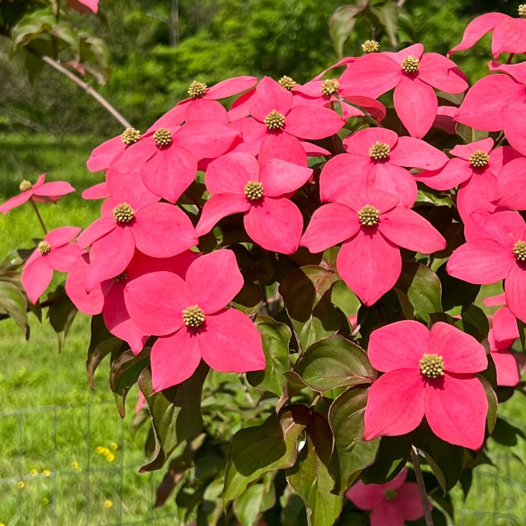 Bringing Blooms Home: Choosing the Best Flowering Trees for Your Garden 1