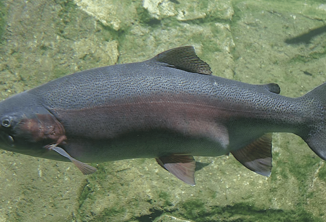 Steelhead Trout Nature Hike 1