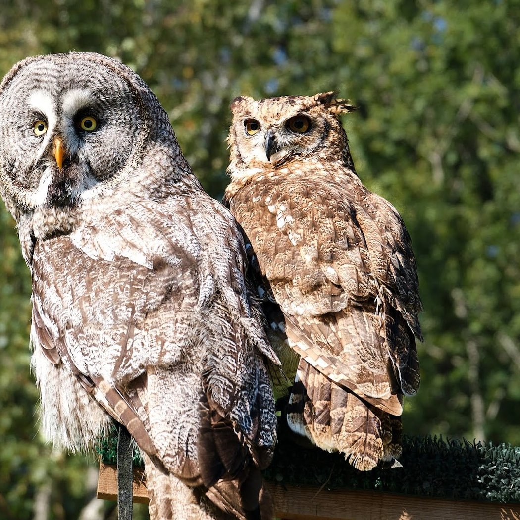 Forêt des Aigles 2