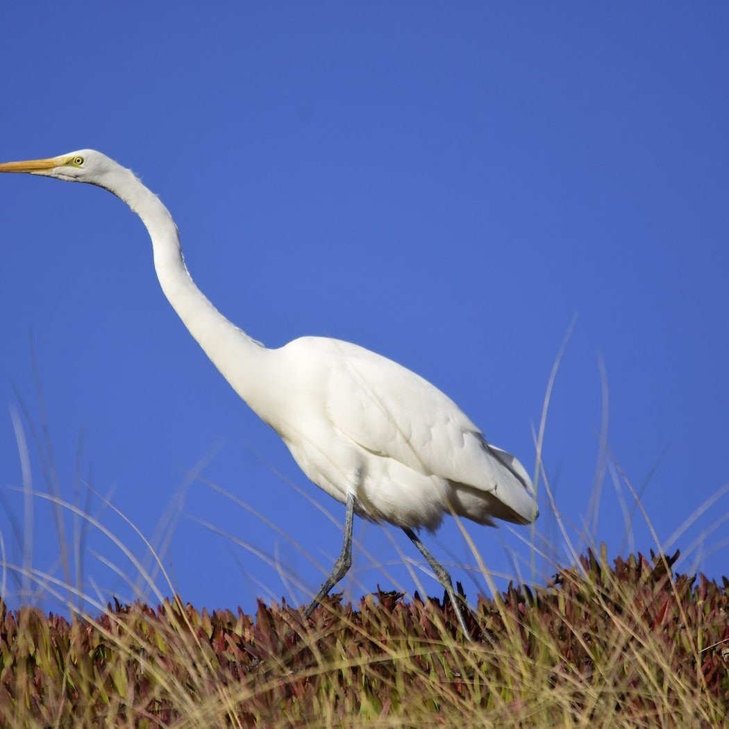 Birdwalk Coastal Access Trail 1