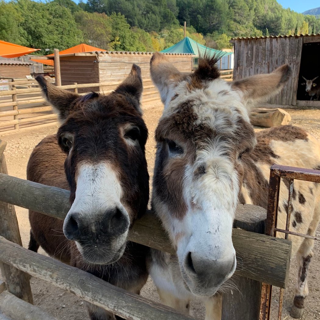 Sortie en famille à la ferme pédagogique d’Auriol 1