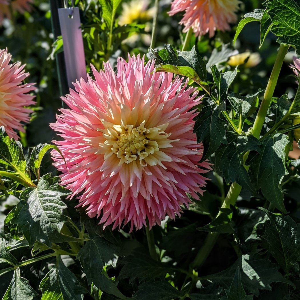 Dahlia Garden 3