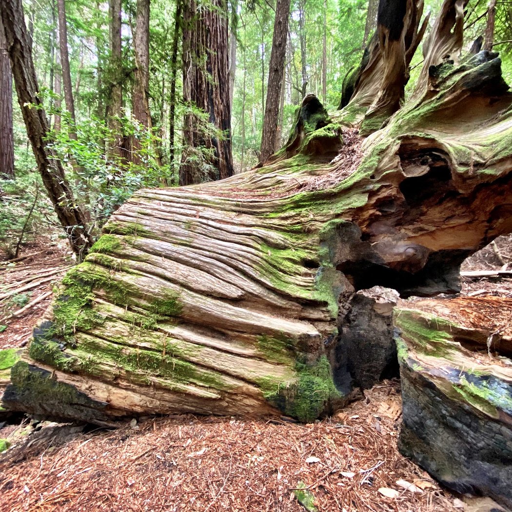 Skyline Trail 3