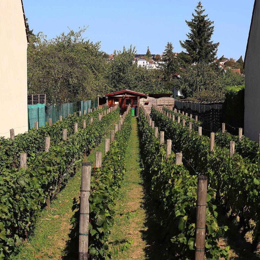 Vignoble de la commune libre Saint-Martin 2