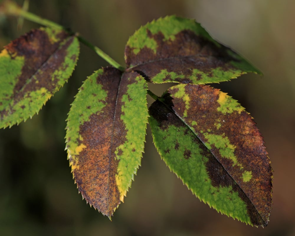 Sick Plant Clinic 1