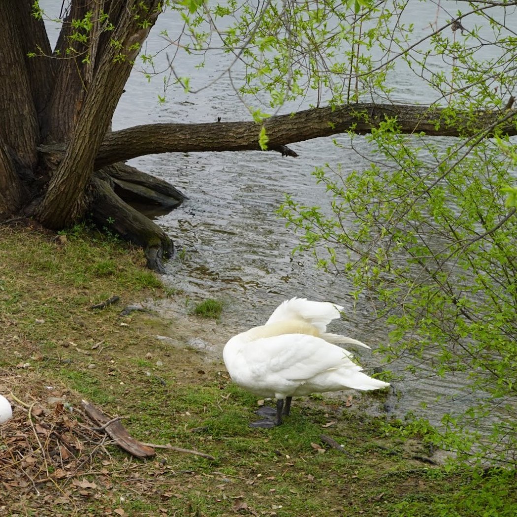 Promenade du quai Blanqui, Alfortville 1