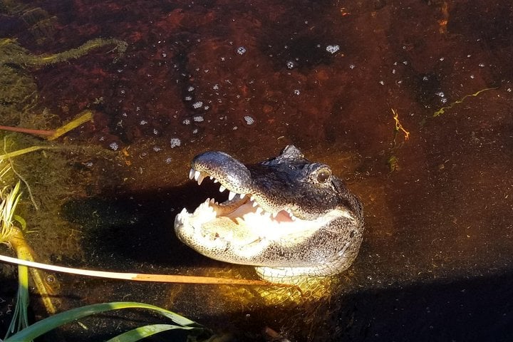 Everglades Florida Airboat Tour 2