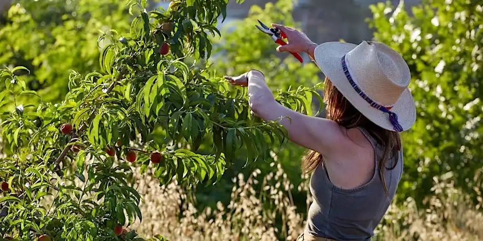 Fruit Trees and California Native Plants: Landscaping Together 1