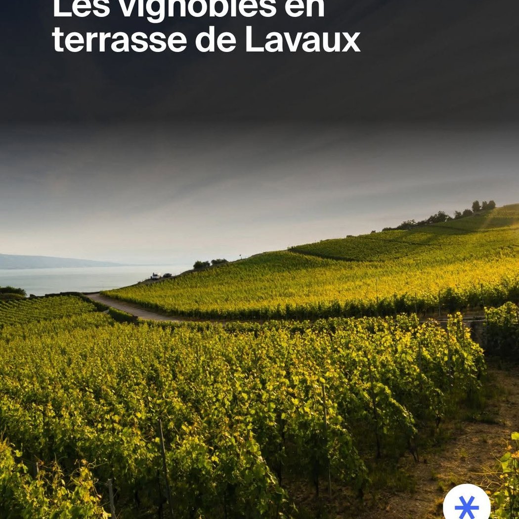 Terrasses viticoles de Lavaux - Cully 1