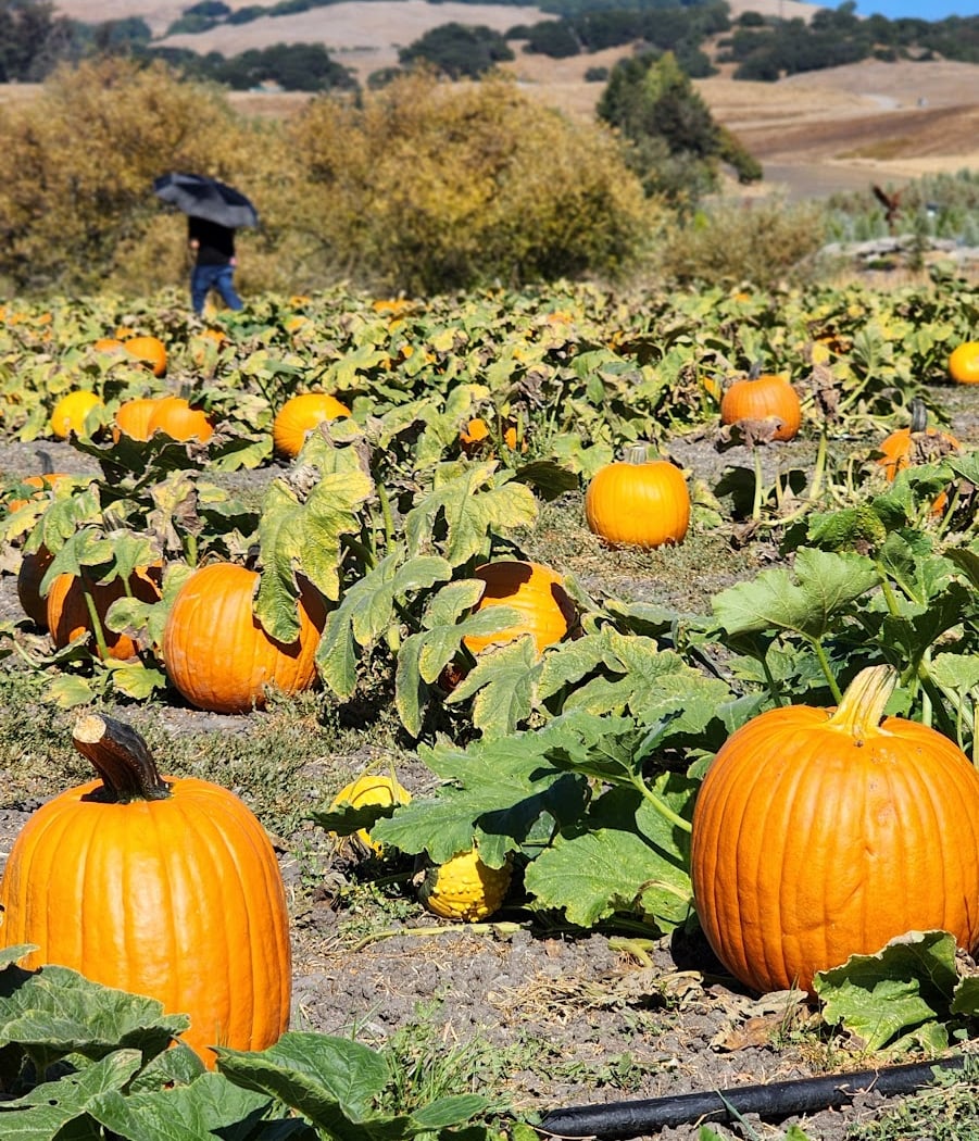 Pronzini Farms Christmas Trees & Pumpkin Patch 2