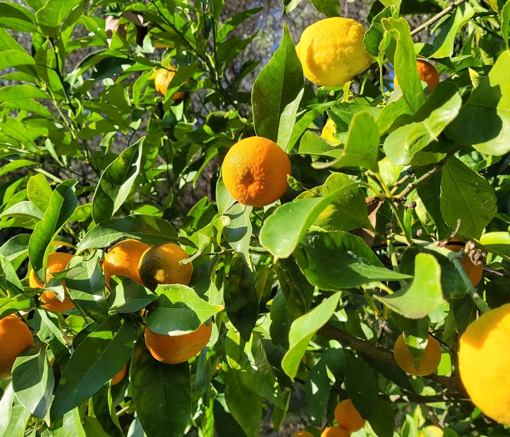 La Citronneraie 2