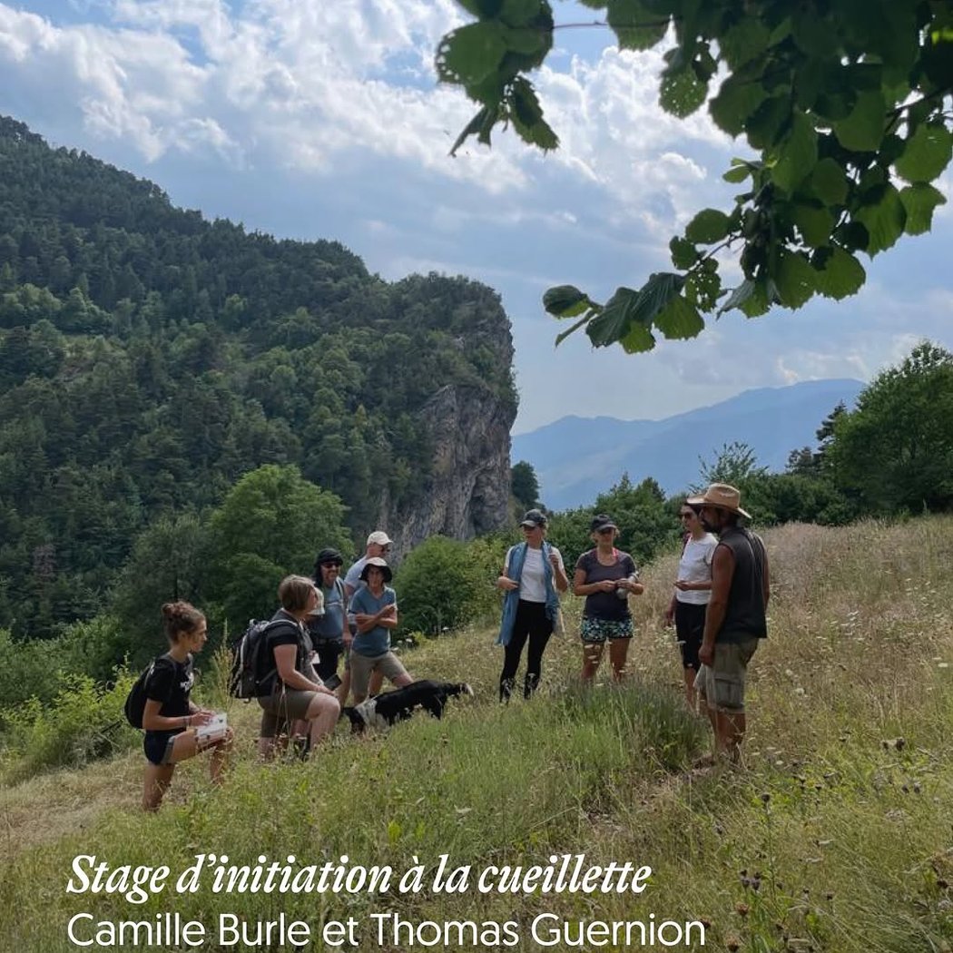 Stage d’initiation à la cueillette de plantes médicinales 1