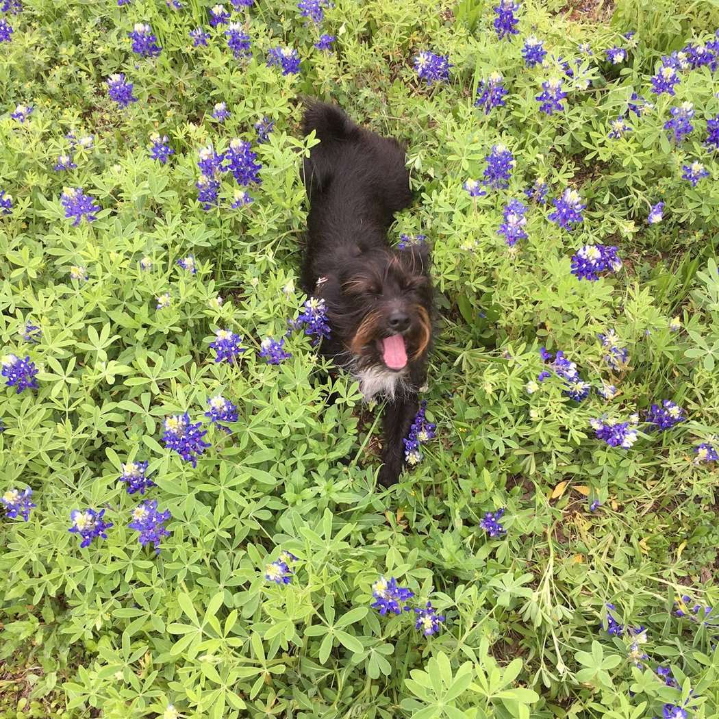PawsOnPark 1