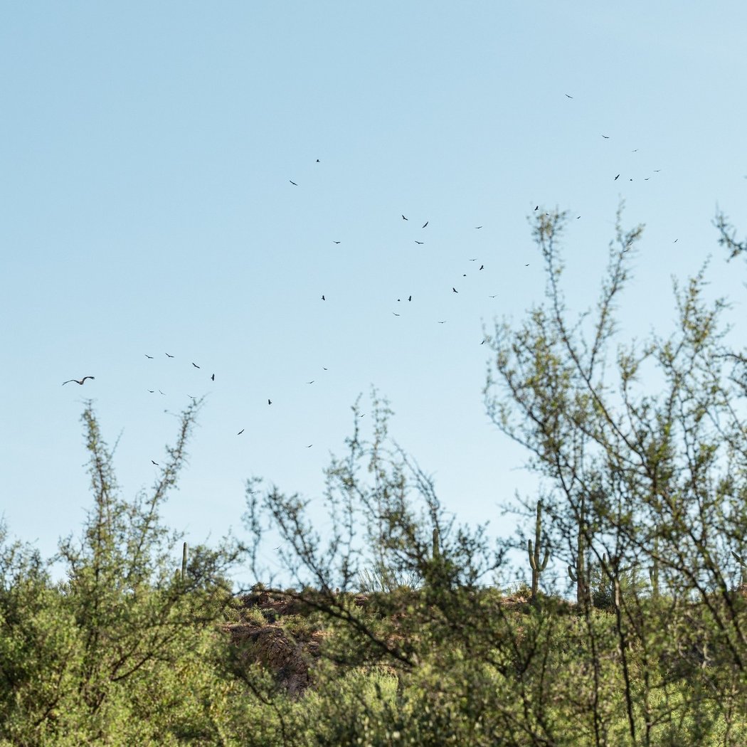 Members-Only Bat Netting 1