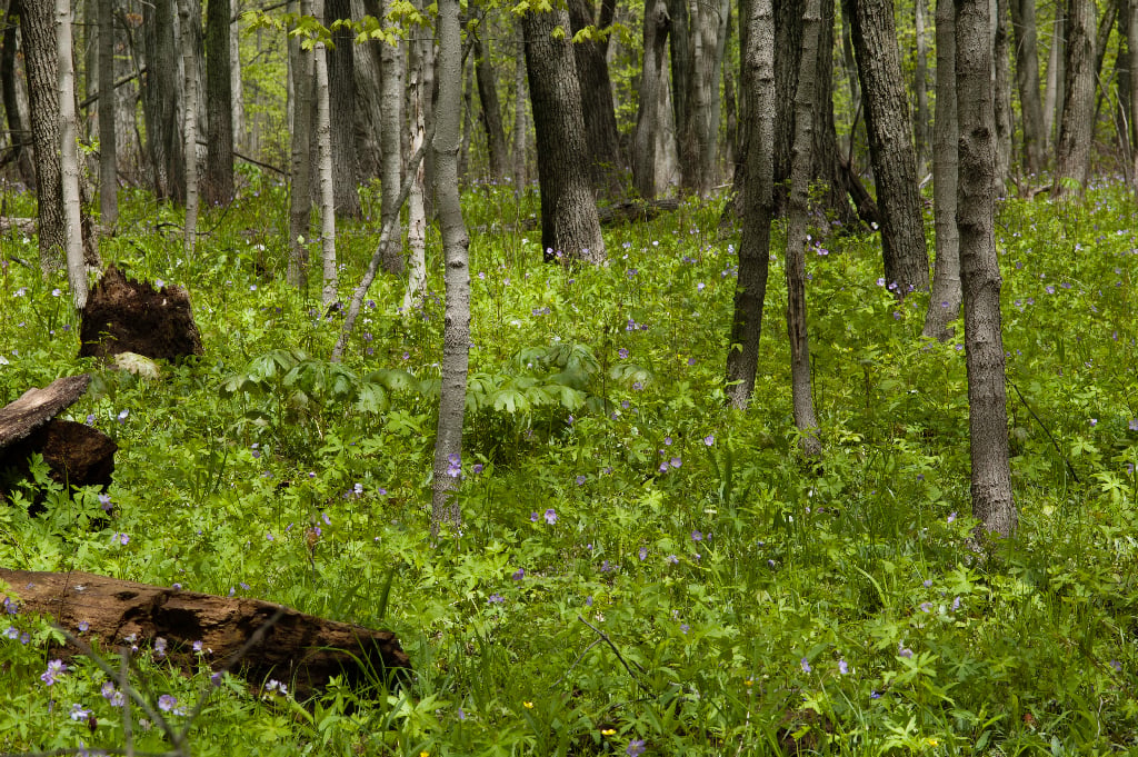 Oxbow Prairie Restoration Workday 4