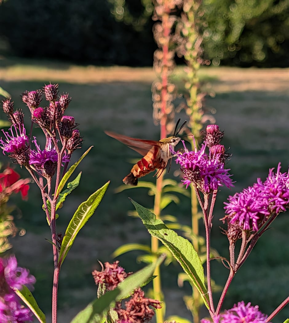 Pollinator Palooza 1