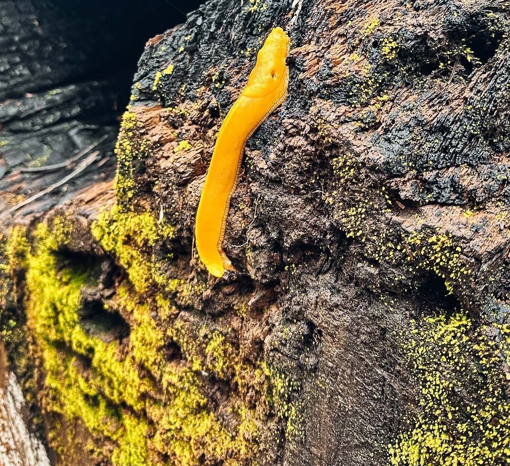 Big Basin: Banana Slug Walk 1