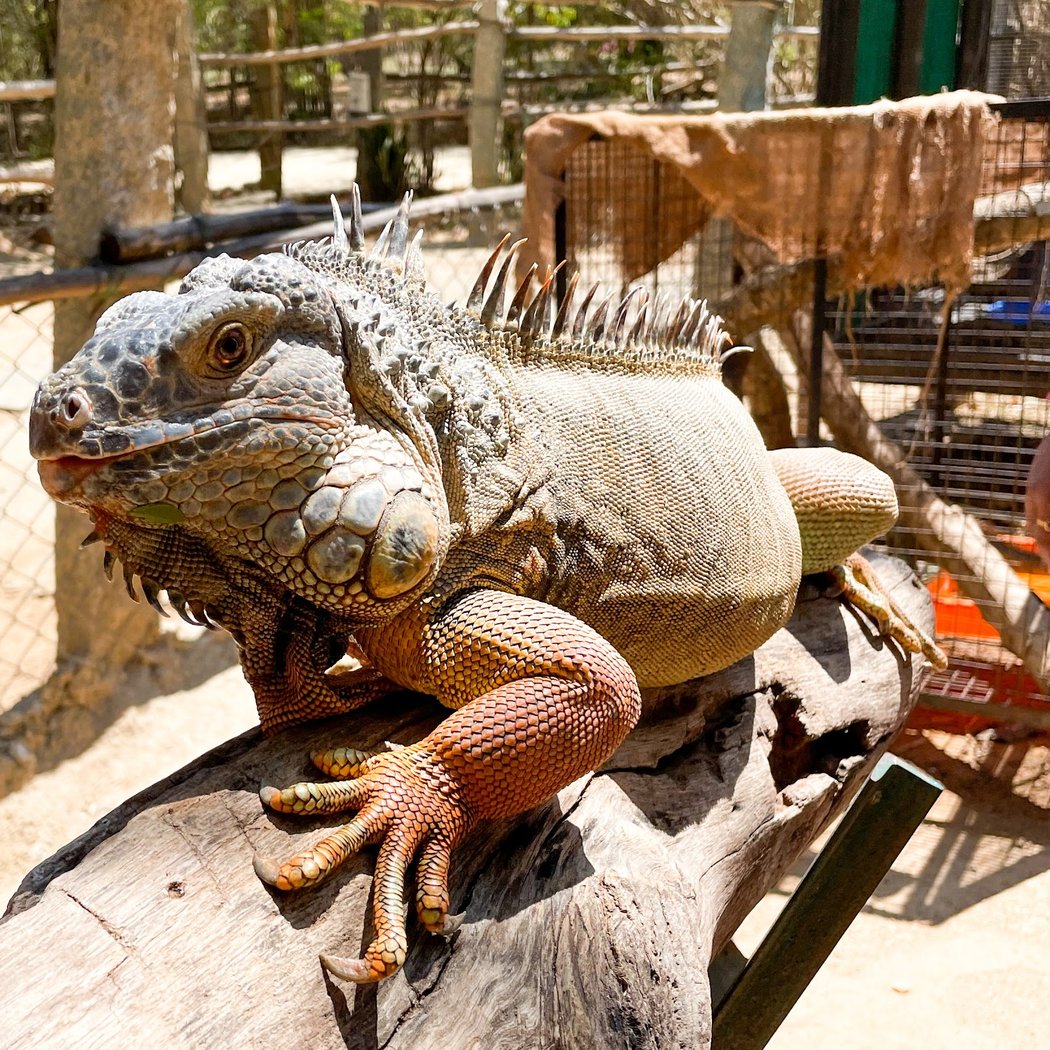 Prani - The Pet Sanctuary 3